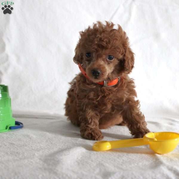 Janey, Toy Poodle Puppy